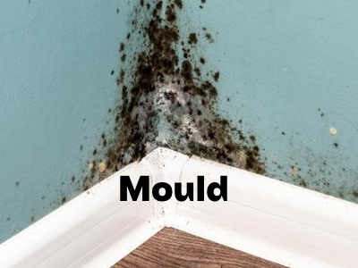 Mold Removal: Tips and Tricks for a Healthy Home